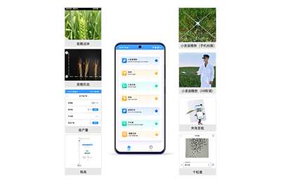 邢台市小麦表型测量仪IN-XM05